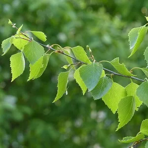 Опилки березовые оптом в Якутске от завода-производителя Лигнум Ресурс