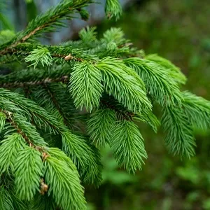 Еловые опилки оптом в Якутске от завода-производителя Лигнум Ресурс