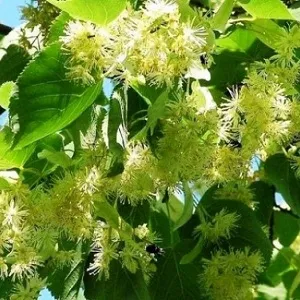 Опилки липовые оптом в Якутске от завода-производителя Лигнум Ресурс